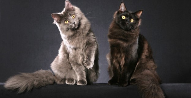 maine-coon-003.jpg