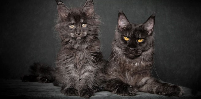 maine-coon-004.jpg