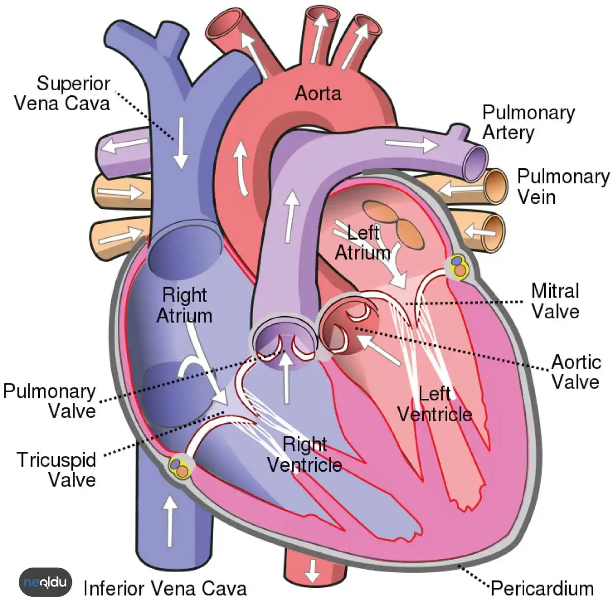 Mitral Kapak Hastalıkları