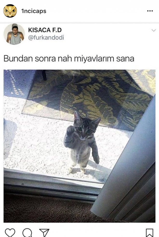 kedi