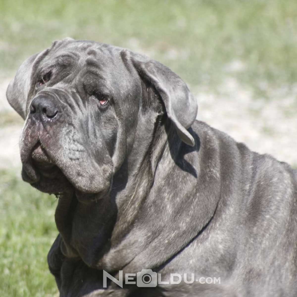 Napoliten Mastiff Köpeği