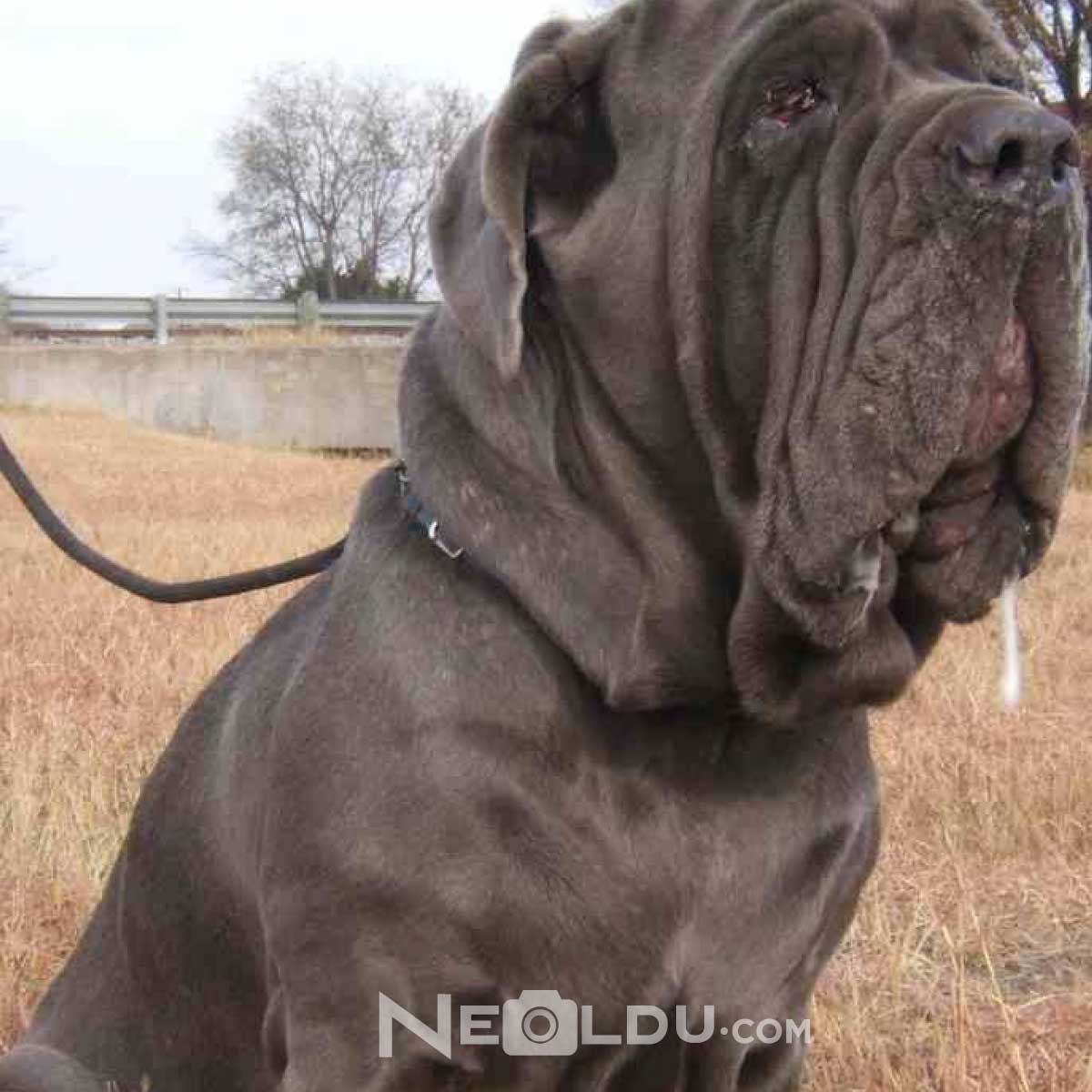 Napoliten Mastiff Köpeği