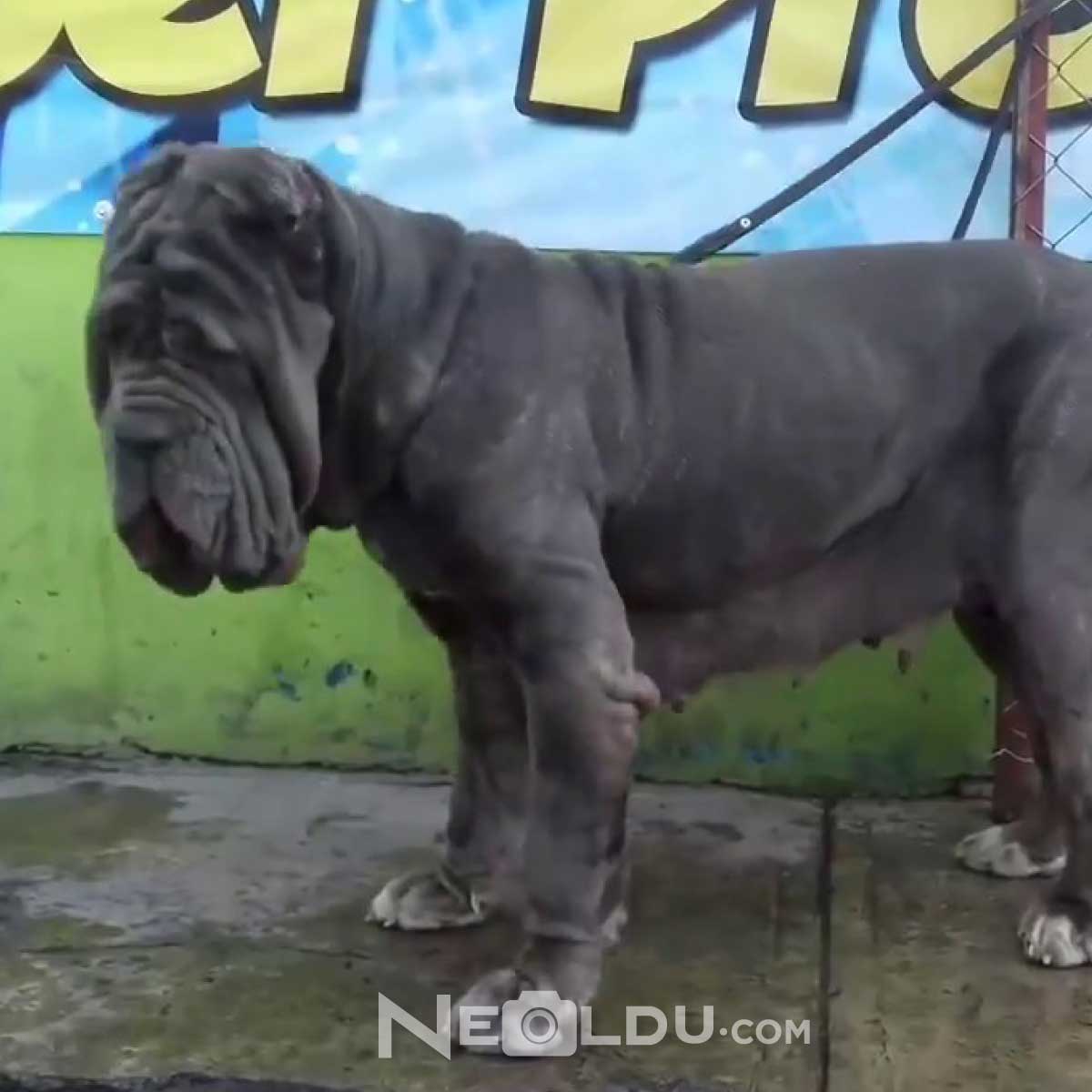 Napoliten Mastiff Köpeği