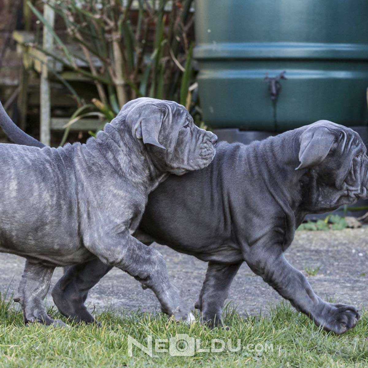 Napoliten Mastiff Köpeği