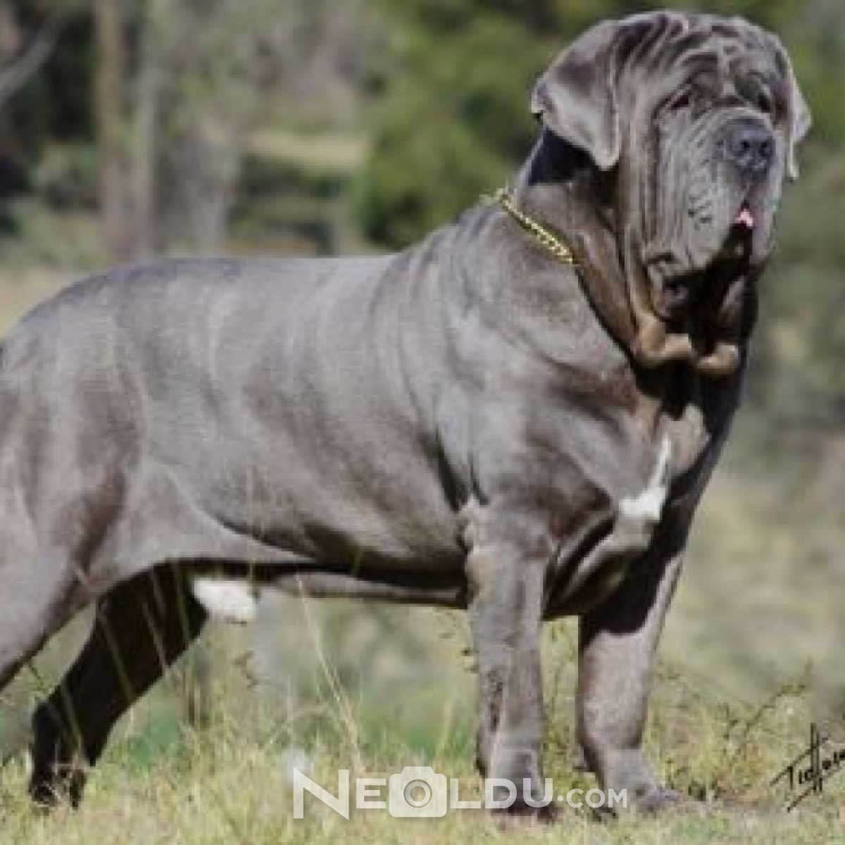 Napoliten Mastiff Köpeği