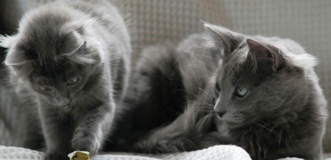 nebelung-001.jpg