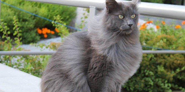 nebelung-005.jpg