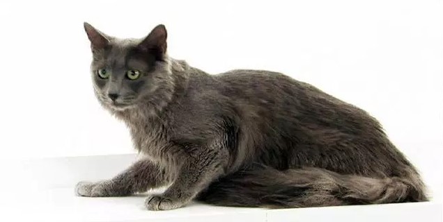 nebelung.jpg