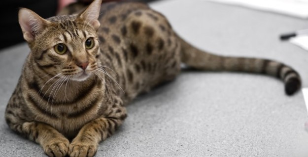 ocicat-001.jpg