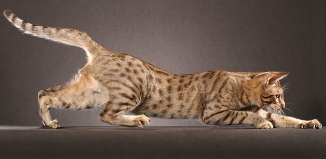 ocicat-002.jpg