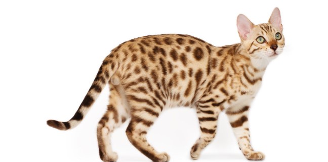 ocicat-003.jpg