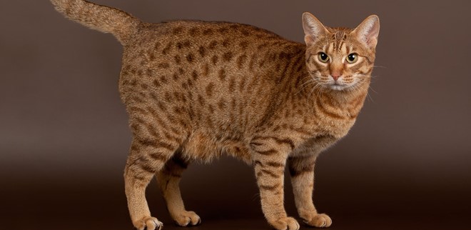 ocicat-008.jpg