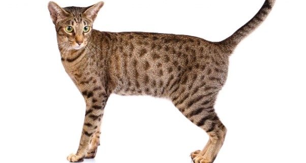 ocicat-009.jpg