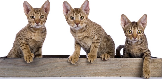 ocicat.jpg