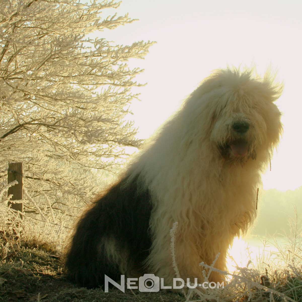 Old English Sheepdog 