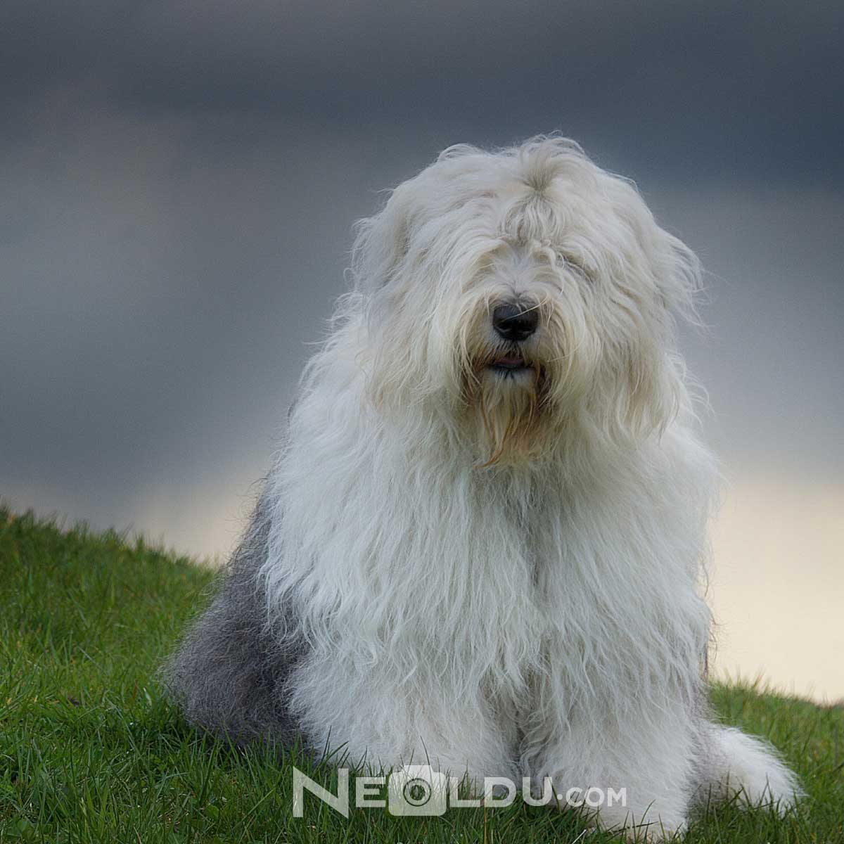 Old English Sheepdog 