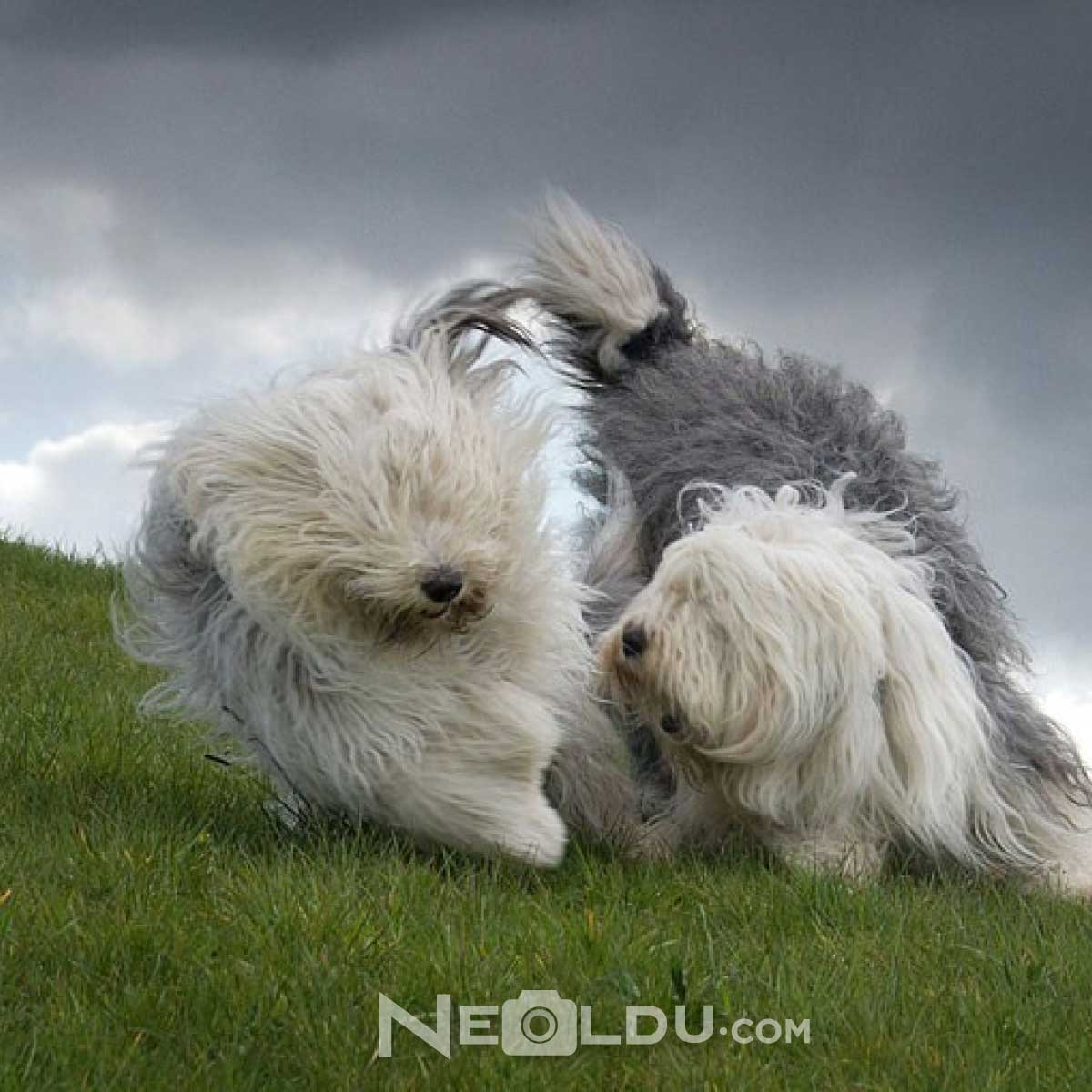 Old English Sheepdog 