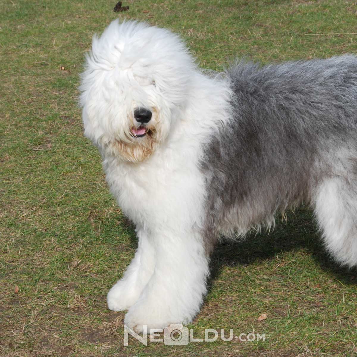 Old English Sheepdog 