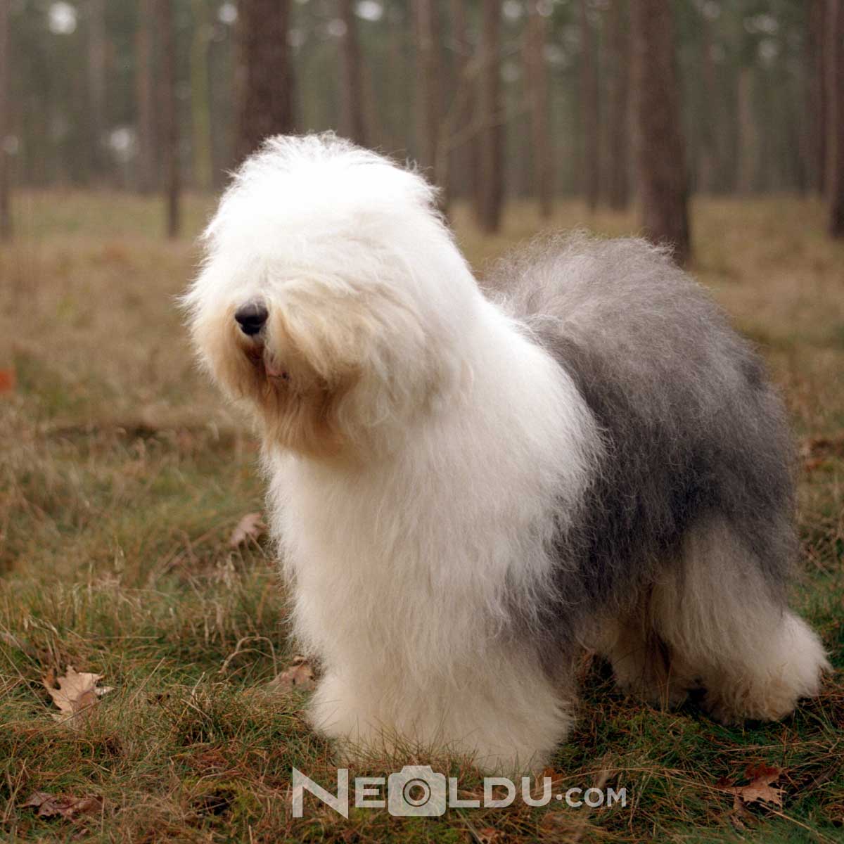 Old English Sheepdog 