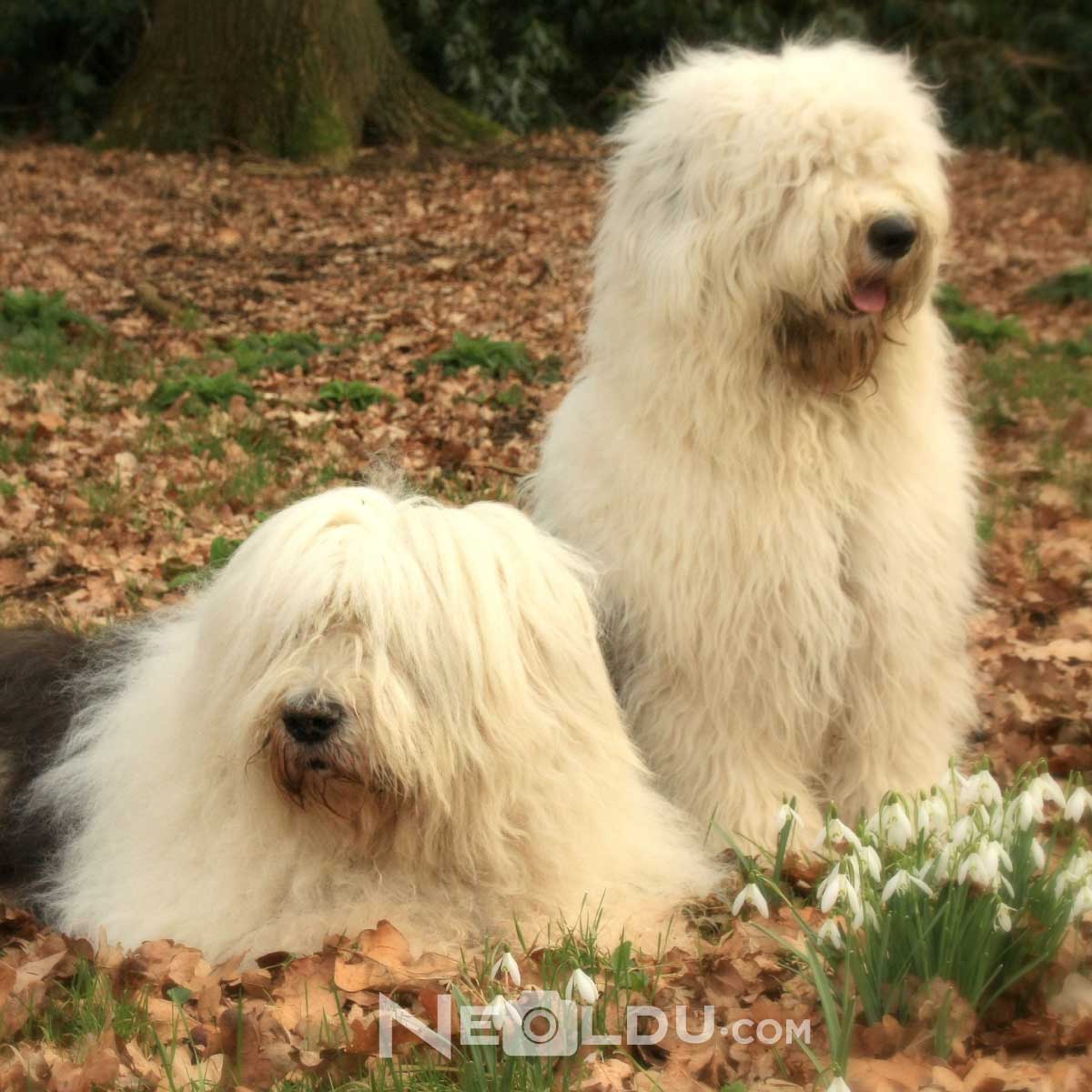 Old English Sheepdog 