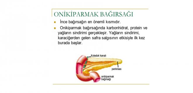 onikiparmak bağırsağı