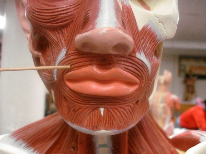 orbicularis-oris.jpg