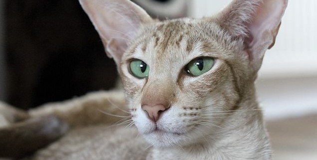 oriental-shorthair-002.jpg