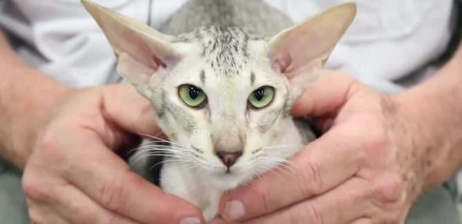 oriental-shorthair-003.jpg