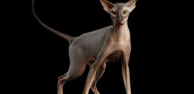 peterbald-kedisi.jpg