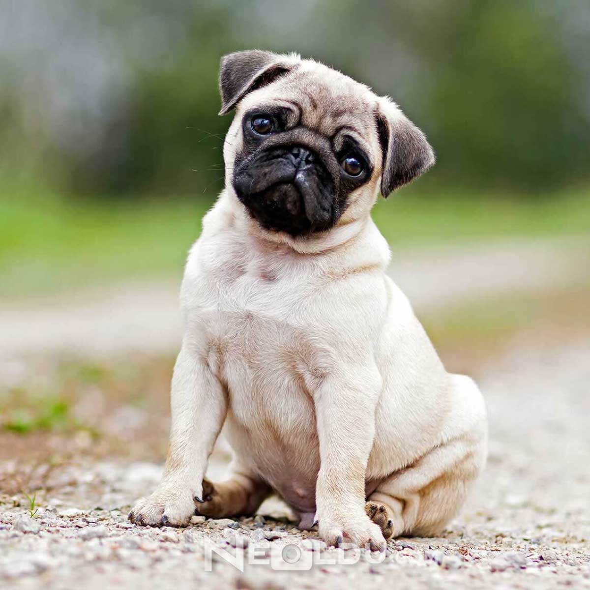 Pug Köpek Cinsi Hakkında Bilgi