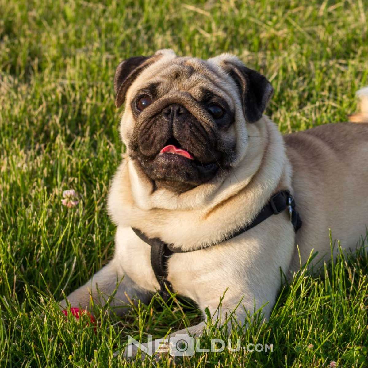 Pug Köpek Cinsi Hakkında Bilgi