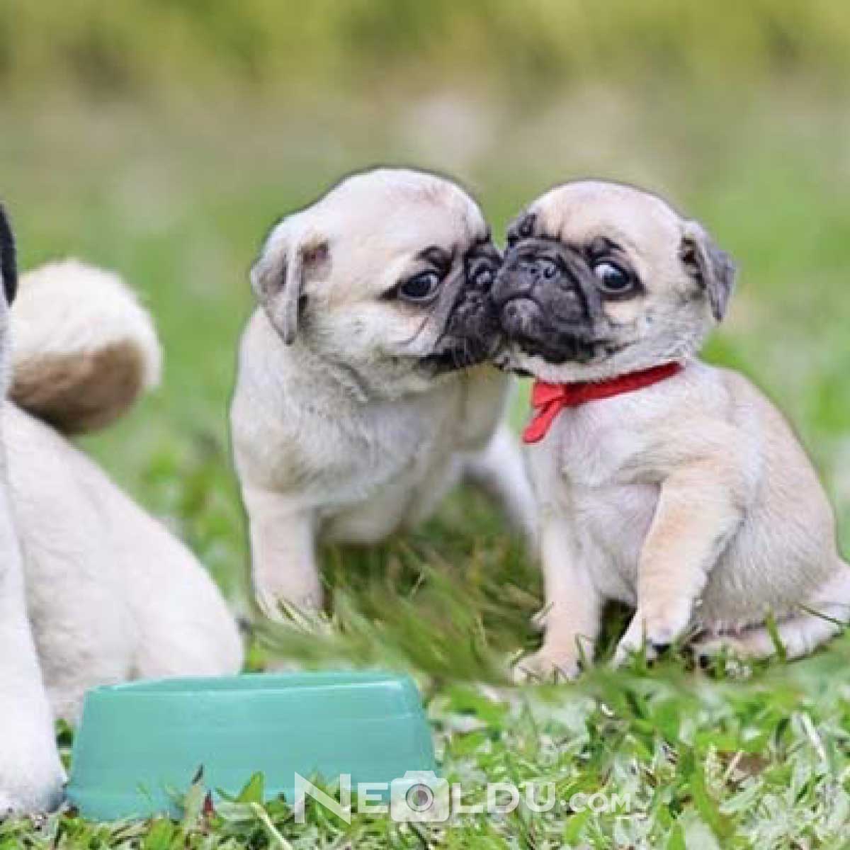 Pug Köpek Cinsi Hakkında Bilgi