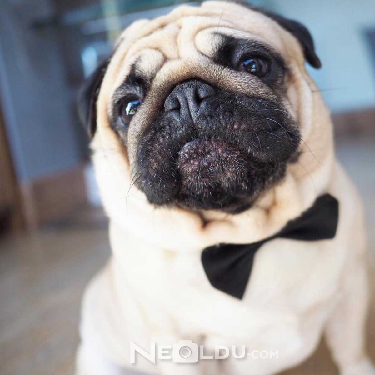 Pug Köpek Cinsi Hakkında Bilgi