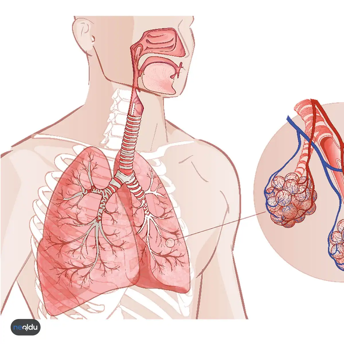 Pulmoner Hipertansiyon