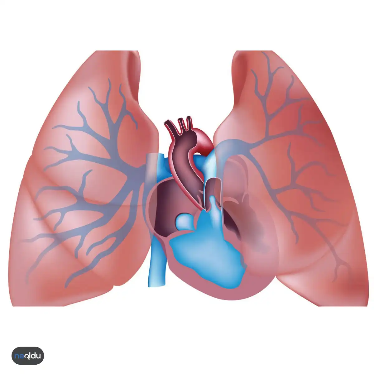 Pulmoner Hipertansiyon