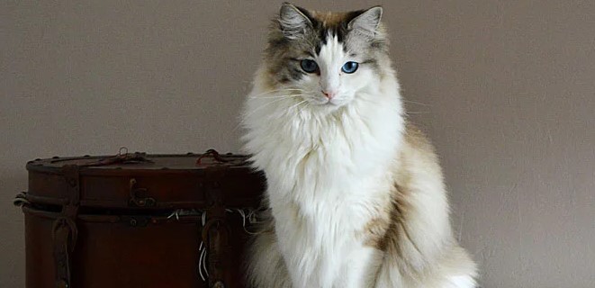 ragdoll-005.jpg