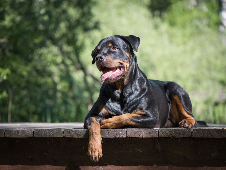 rottweiler-001.jpg