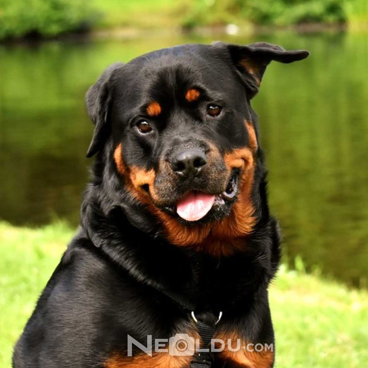 Rottweiler Köpek Cinsi 