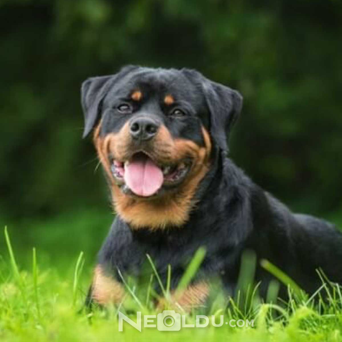 Rottweiler Köpek Cinsi 