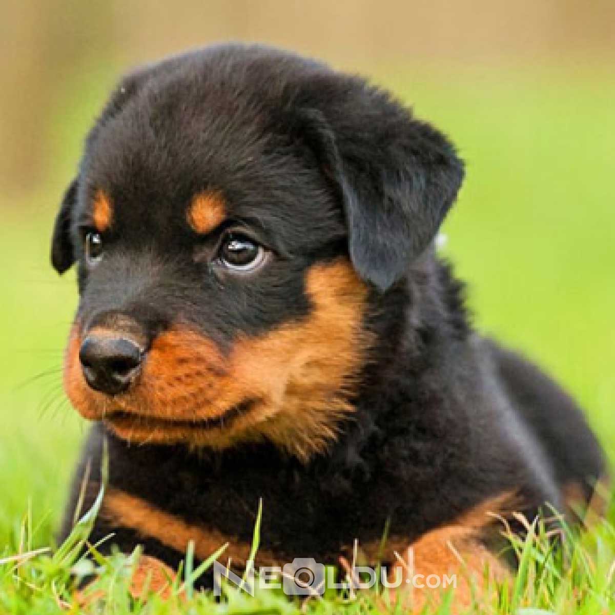 Rottweiler Köpek Cinsi 