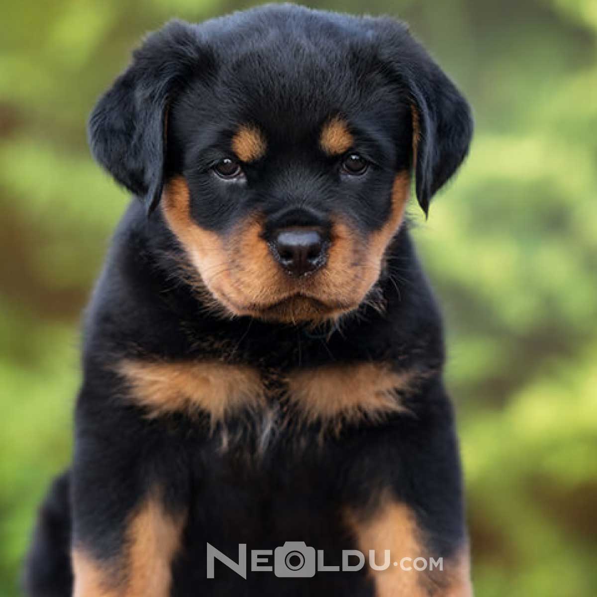 Rottweiler Köpek Cinsi 