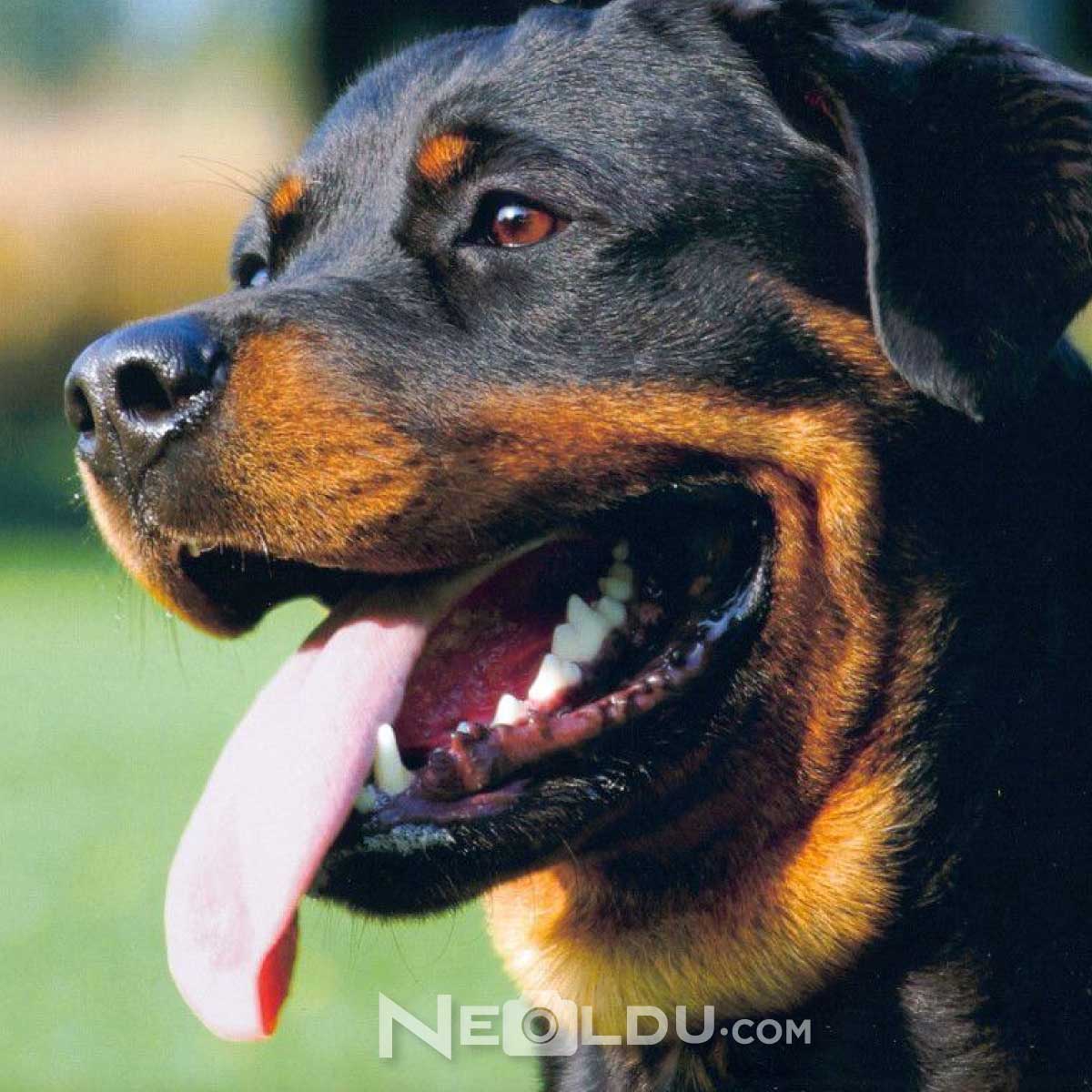 Rottweiler Köpek Cinsi 