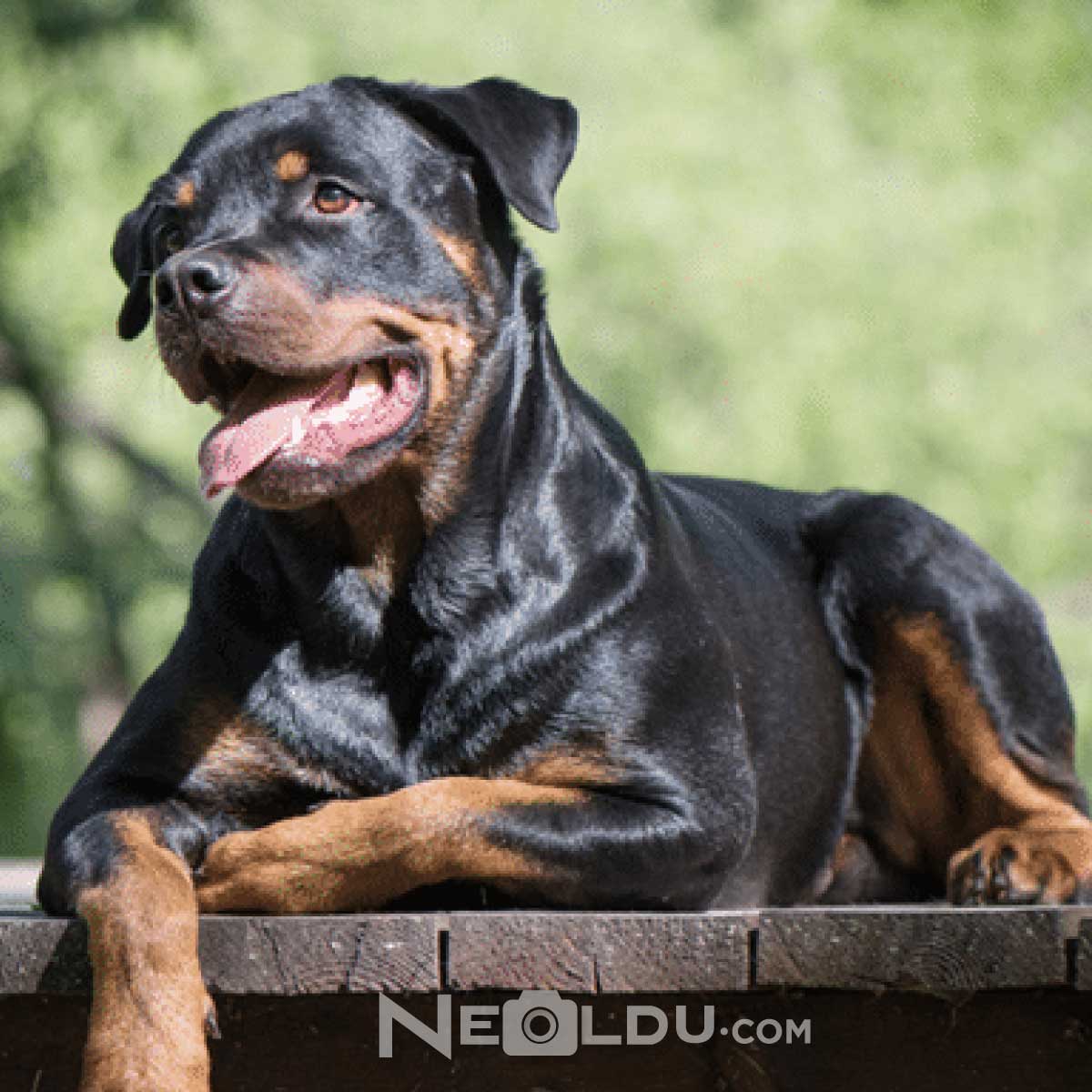 Rottweiler Köpek Cinsi 