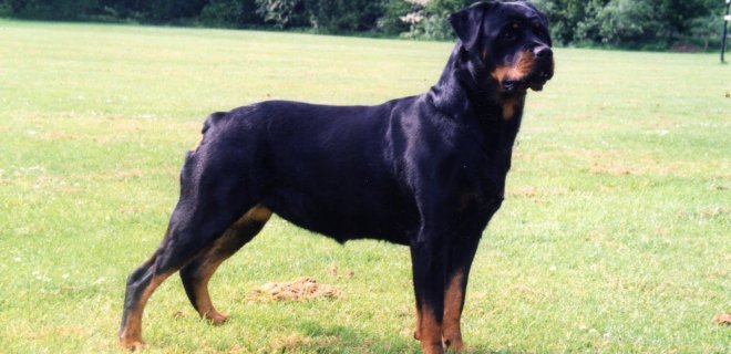 rottweiler-3.jpg