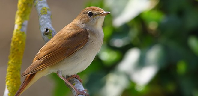 ruyada-bulbul-gormek.jpg