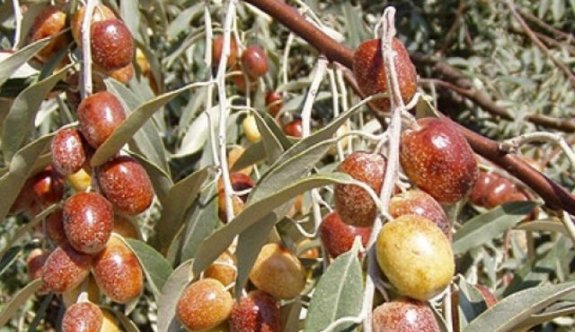 ruyada-igde.jpg