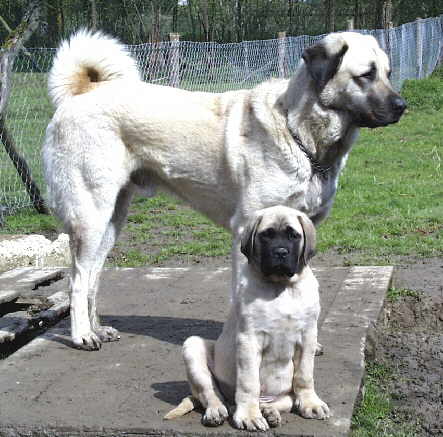 ruyada-kangal-gormek.jpg