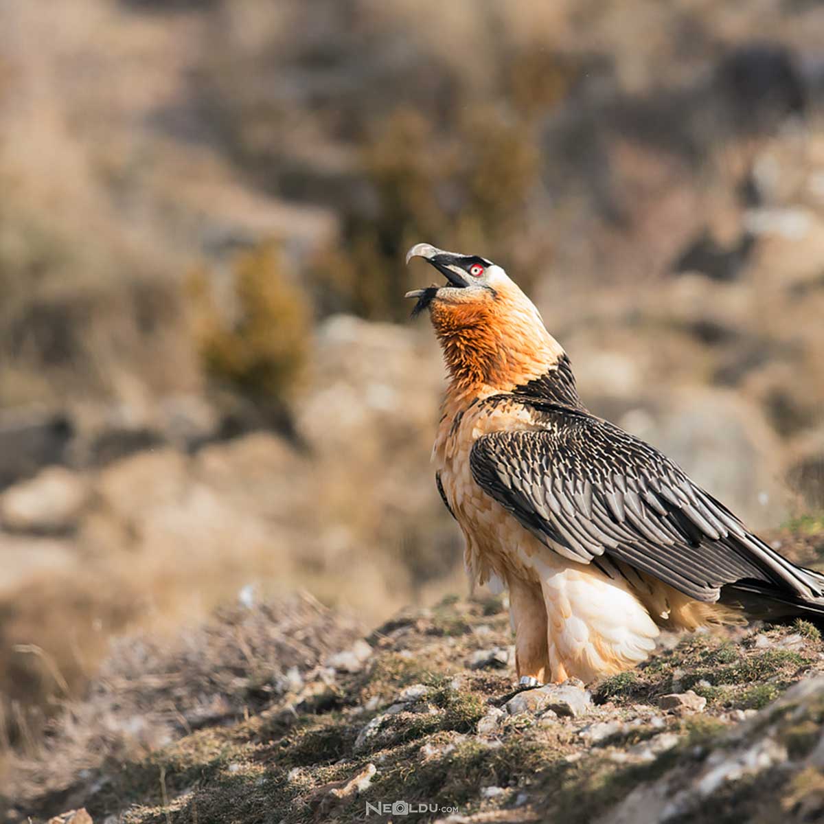 sakalli-akbaba-(lammergier).jpg