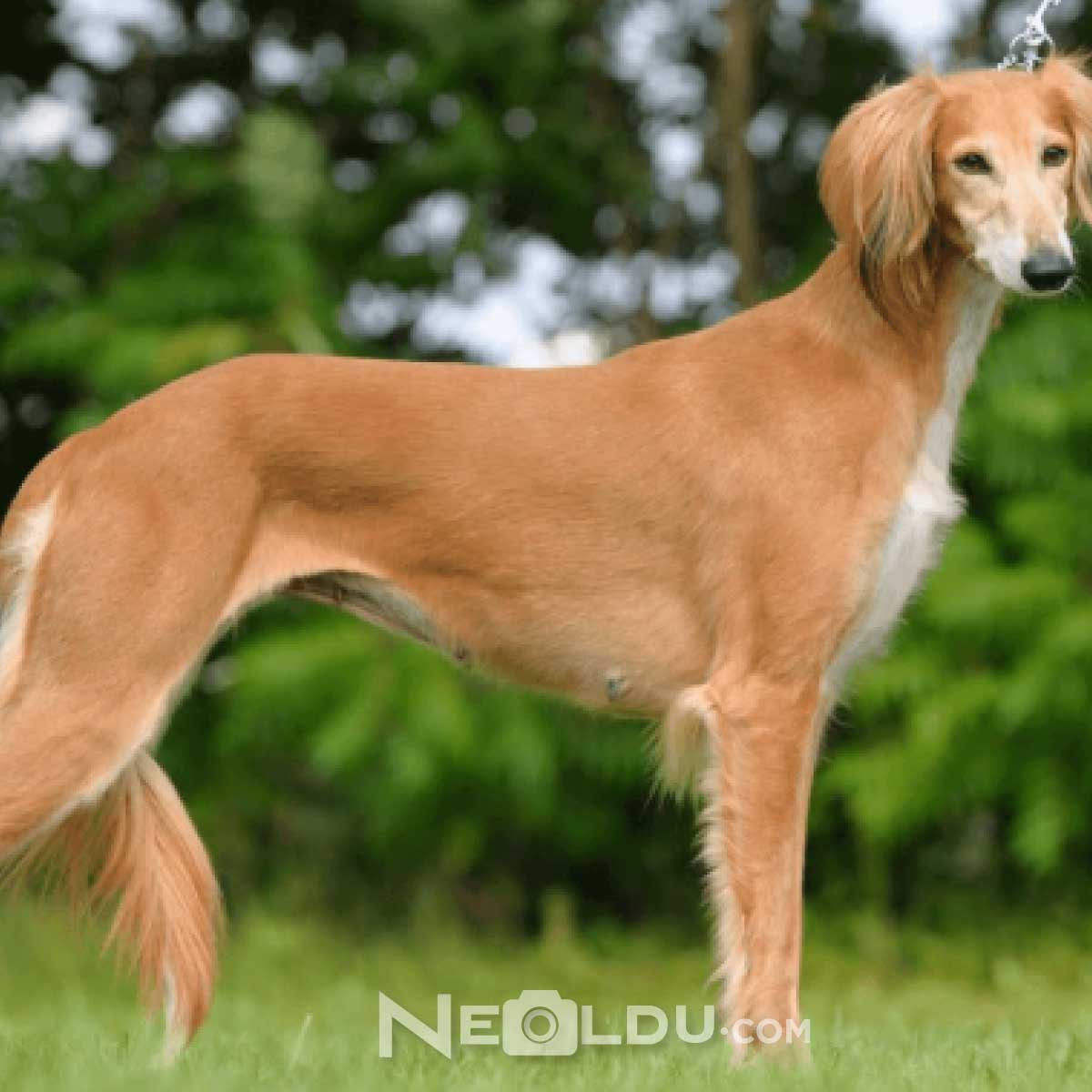 Saluki Köpek Cinsi