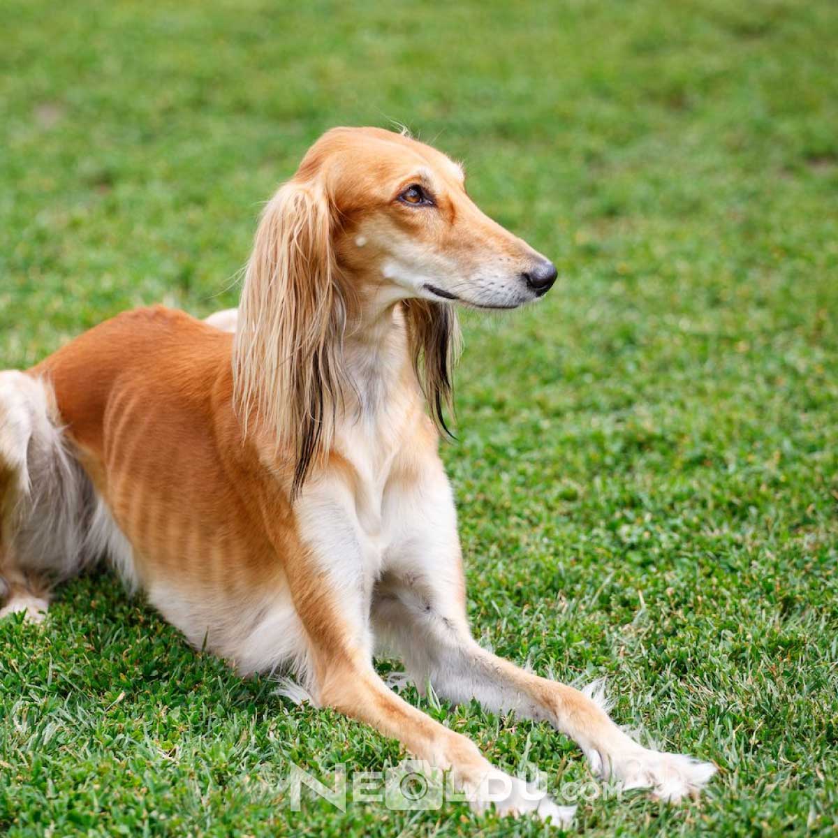 Saluki Köpek Cinsi